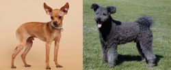 Russian Toy Terrier vs Pumi - Breed Comparison