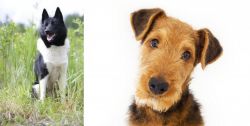 Russo-European Laika vs Airedale Terrier - Breed Comparison