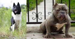 Russo-European Laika vs American Bully - Breed Comparison