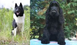 Russo-European Laika vs American Cocker Spaniel - Breed Comparison