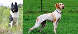 Russo-European Laika vs Ariege Pointer - Breed Comparison