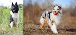 Russo-European Laika vs Australian Shepherd - Breed Comparison