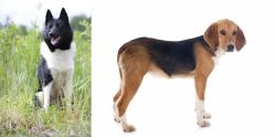 Russo-European Laika vs Beagle-Harrier - Breed Comparison