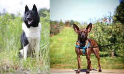 Russo-European Laika vs Bospin - Breed Comparison