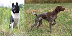 Russo-European Laika vs Braque Francais - Breed Comparison