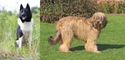Russo-European Laika vs Catalan Sheepdog - Breed Comparison