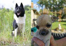 Russo-European Laika vs Chihuahua - Breed Comparison
