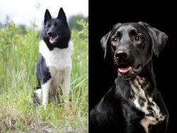 Russo-European Laika vs Dalmador - Breed Comparison