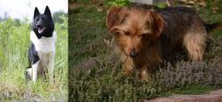 Russo-European Laika vs Dorkie - Breed Comparison