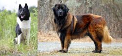 Russo-European Laika vs Estrela Mountain Dog - Breed Comparison