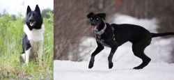 Russo-European Laika vs Eurohound - Breed Comparison