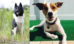 Russo-European Laika vs Feist - Breed Comparison