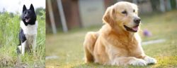 Russo-European Laika vs Goldador - Breed Comparison