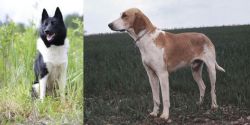 Russo-European Laika vs Grand Anglo-Francais Blanc et Orange - Breed Comparison