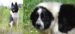 Russo-European Laika vs Greek Sheepdog - Breed Comparison