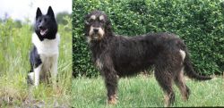 Russo-European Laika vs Griffon Nivernais - Breed Comparison