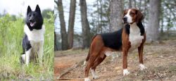 Russo-European Laika vs Hamiltonstovare - Breed Comparison