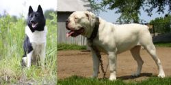 Russo-European Laika vs Hermes Bulldogge - Breed Comparison