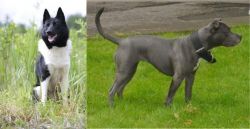 Russo-European Laika vs Irish Bull Terrier - Breed Comparison