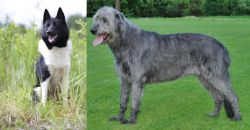 Russo-European Laika vs Irish Wolfhound - Breed Comparison