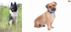 Russo-European Laika vs Jug - Breed Comparison