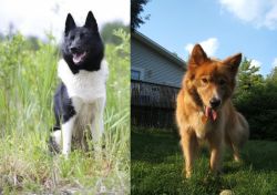 Russo-European Laika vs Karelo-Finnish Laika - Breed Comparison