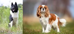 Russo-European Laika vs King Charles Spaniel - Breed Comparison