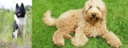 Russo-European Laika vs Labradoodle - Breed Comparison