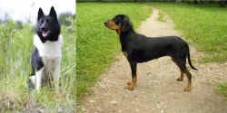 Russo-European Laika vs Latvian Hound - Breed Comparison