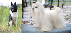 Russo-European Laika vs Maltese - Breed Comparison