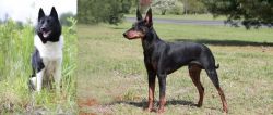 Russo-European Laika vs Manchester Terrier - Breed Comparison