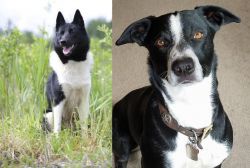 Russo-European Laika vs McNab - Breed Comparison