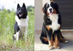 Russo-European Laika vs Mountain Burmese - Breed Comparison