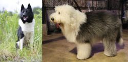 Russo-European Laika vs Old English Sheepdog - Breed Comparison
