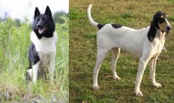 Russo-European Laika vs Petit Gascon Saintongeois - Breed Comparison