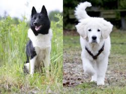 Russo-European Laika vs Polish Tatra Sheepdog - Breed Comparison