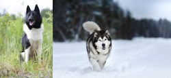 Russo-European Laika vs Siberian Husky - Breed Comparison