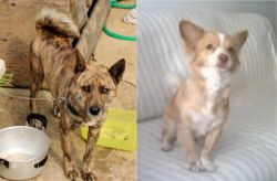 Ryukyu Inu vs Alopekis - Breed Comparison