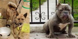 Ryukyu Inu vs American Bully - Breed Comparison