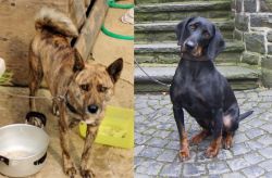 Ryukyu Inu vs Austrian Black and Tan Hound - Breed Comparison