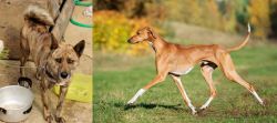 Ryukyu Inu vs Azawakh - Breed Comparison