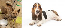 Ryukyu Inu vs Basset Hound - Breed Comparison