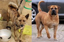 Ryukyu Inu vs Boerboel - Breed Comparison