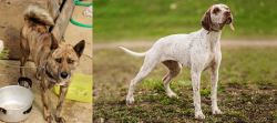 Ryukyu Inu vs Braque du Bourbonnais - Breed Comparison