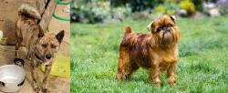 Ryukyu Inu vs Brussels Griffon - Breed Comparison
