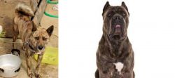 Ryukyu Inu vs Cane Corso - Breed Comparison