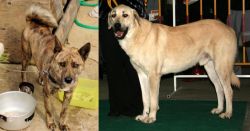 Ryukyu Inu vs Central Anatolian Shepherd - Breed Comparison