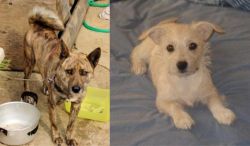 Ryukyu Inu vs Chipoo - Breed Comparison