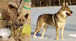Ryukyu Inu vs Czechoslovakian Wolfdog - Breed Comparison