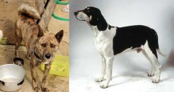 Ryukyu Inu vs Francais Blanc et Noir - Breed Comparison